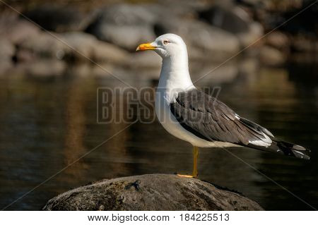 Portrait of a Lesser black-backed gull aka Larus fuscus