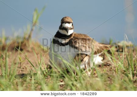 Killdeer annesi