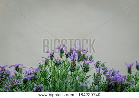 Beautiful blooming lavenders flower (Lavandula stoechas) with stone wall copy space.
