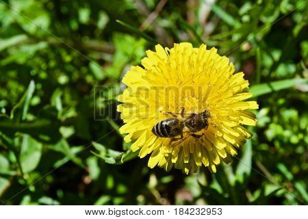 Yellow dandelion with little bee on the green grass