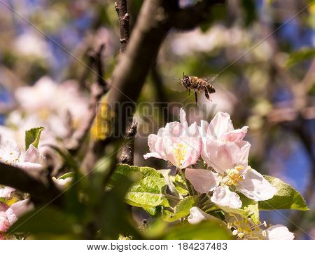 Spring flowering of fruit trees and pollination with their insects (bees)