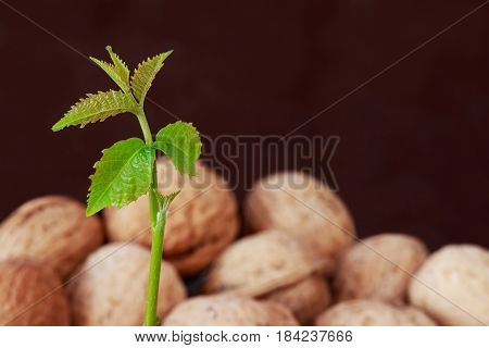 Sprout of a young walnut on the brown background