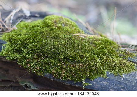Green moss on a fallen tree in a spring forest