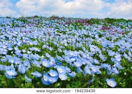 Field of baby blue eyes nemophila flowers during spring at Hitachi Seaside Park in Japan