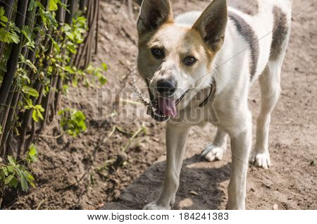 Home dog on the yard. Four-footed friend. Loyalty