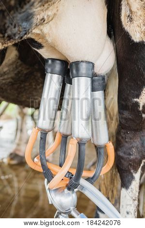 Dairy Farming