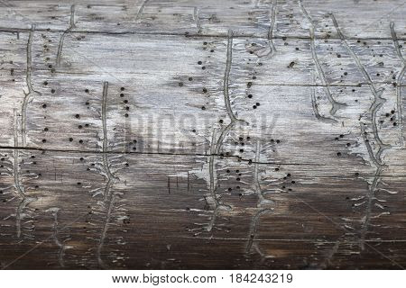 texture tree with traces of a bark beetle