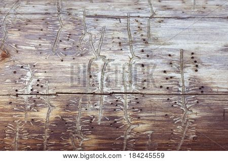 texture tree with traces of a bark beetle