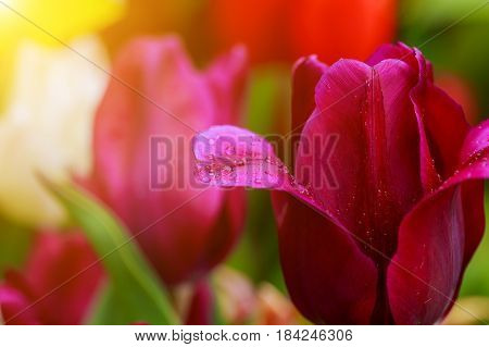 Close-up of pink tulips. Drops of water on the petals of tulips.