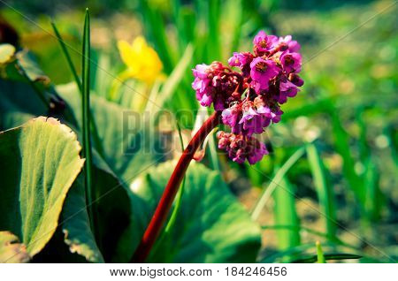 Bergenia Cordifolia Bergenia Crassifolia Or Badan Blooming
