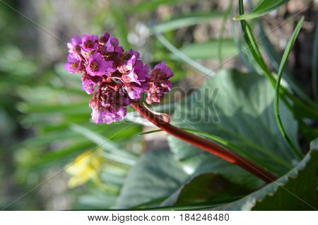 Bergenia Cordifolia Bergenia Crassifolia Or Badan Blooming