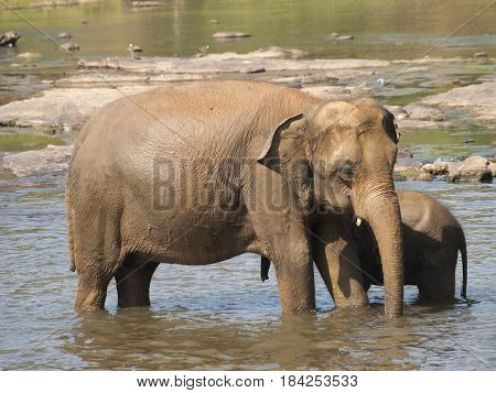 Asian elephant mother and baby having bath in river on Sri Lanka - Elephas maximus