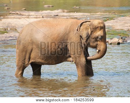 Adult asian elephants having bath in river - Elephas maximus
