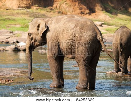 Asian elephant having bath in river on Sri Lanka - Elephas maximus