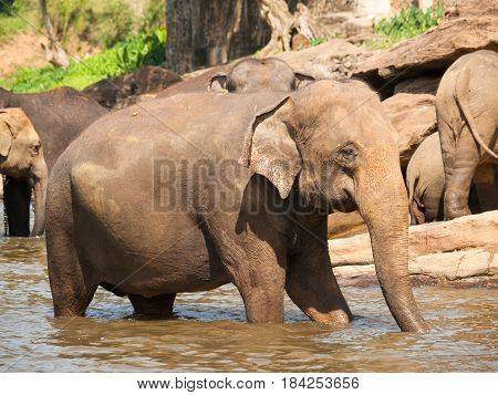 Elephant in river on Sri Lanka - Elephas maximus
