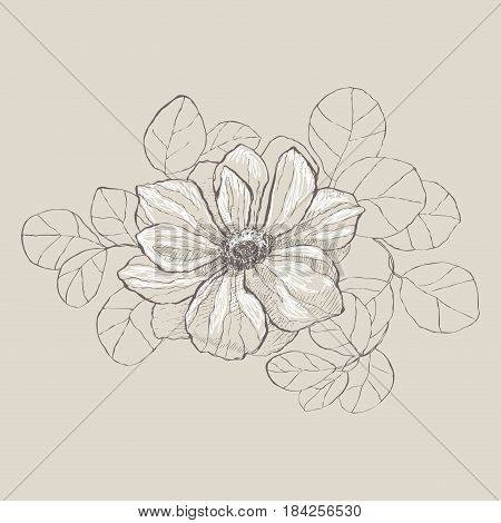 Vector vintage anemone. Detailed graphic drawing with white hatch. Great for wedding invitations, birthday, valentine's, save the date and greeting cards. h