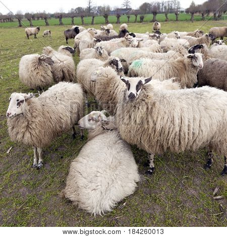 flock of sheep in dutch meadow near woudenberg in the province of utrecht with willows and farm in the background