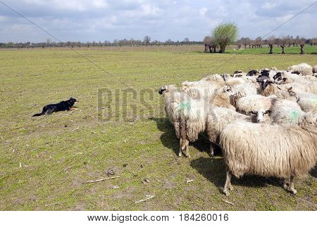 flock of sheep and guarding dogin dutch meadow near woudenbergin the province of utrecht with willows and farm in the background and clouds in the sky