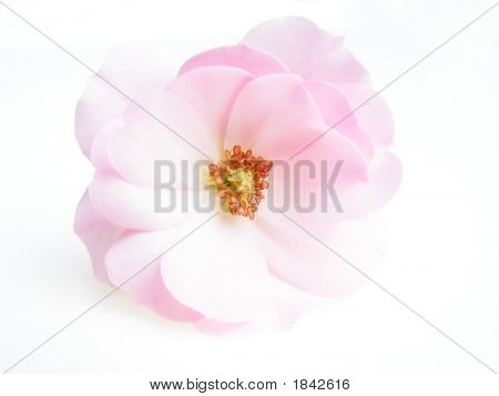 Rosa pastello rosa