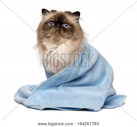 Cute groomed persian seal colourpoint cat after bath is sitting wrapped in a blue towel - isolated on white background