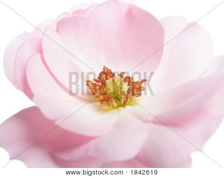 Rosa pastello rosa