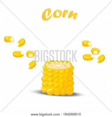 Very high quality original trendy vector illustration of sweet golden corn. Bunch of Corn. summer farm design elemnts