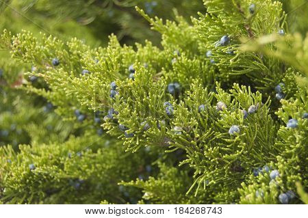 Juniper bush with berries, cade outdoors. Spring background.