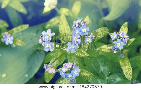 Small blue flowers forget-me-nots in the field. Meadow plant background. Close-up.