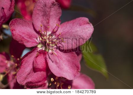 Pink Apple Flowers. Beautiful flowering apple trees. Background with blooming flowers in spring day.