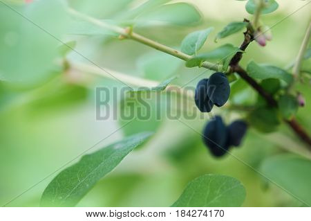 A branch of honeysuckle with ripe blue berries