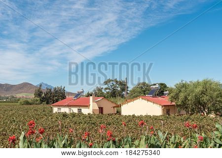BONNIEVALE SOUTH AFRICA - MARCH 26 2017: Farm worker houses with solar geysers between vineyards near Bonnievale in the Western Cape Province