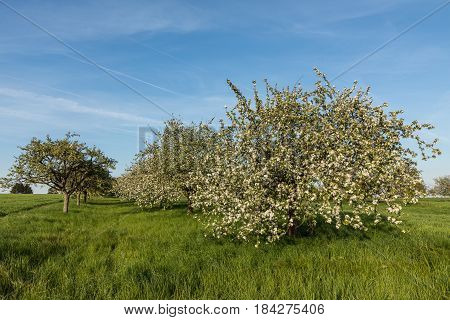 Blooming Apple Trees In Spring