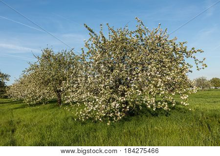 Blooming Apple Trees In Spring