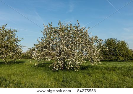 Blooming Apple Trees In Spring