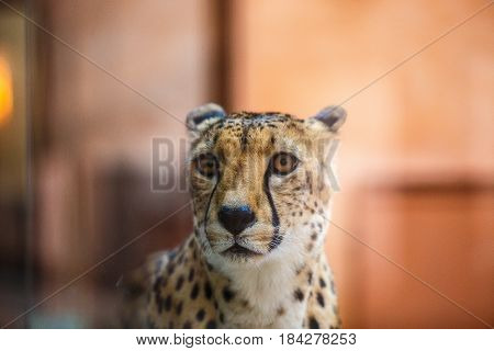 Leopard Looking Up. Head And Shoulders Close Up