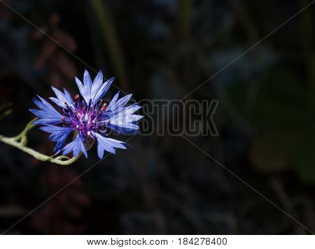 Vivid blue Cornflower against dark background with space for copy or text.