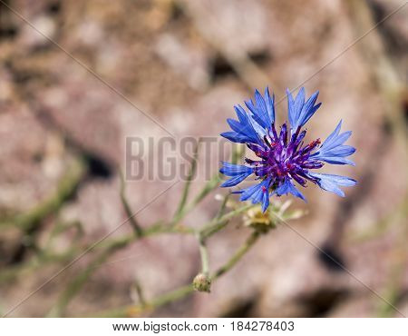 Vivid blue Cornflower against light background with space for copy or text.