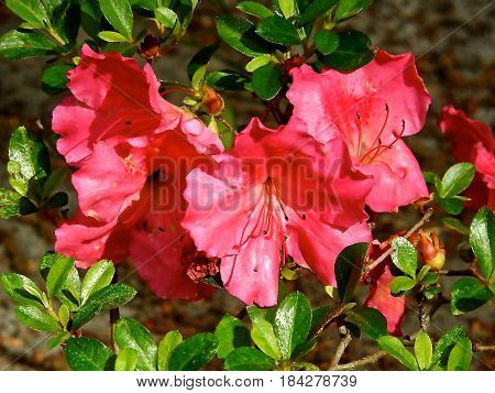 AZALEAS, BRIGHT PINK BUSH. LAST OF THE AZALEAS THIS YEAR.