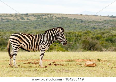 Zebra Stering And Waiting At The Dam