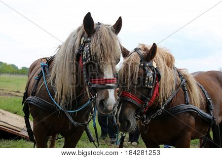 Farm horses fitted with beautiful handmade harness waiting to go to work against green natural background