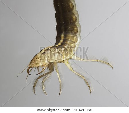 larva büyük dalış böceği dytiscus marginalis sualtı böcek bu juv tatlı su havuzda yüzme