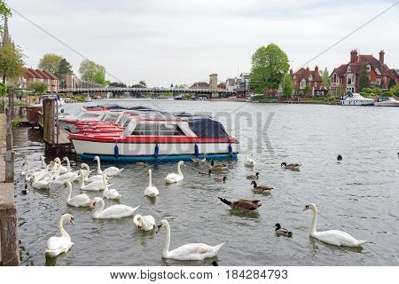 Swans by the River Thames at Marlow in Buckinghamshire