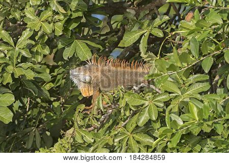 Male Iguana in a Tree in Tortuguero National Park in Costa Rica