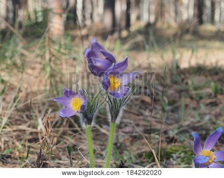 Blooming Buds Of Flowers Pasque-flower. The First Spring Flowers Of The Forest.