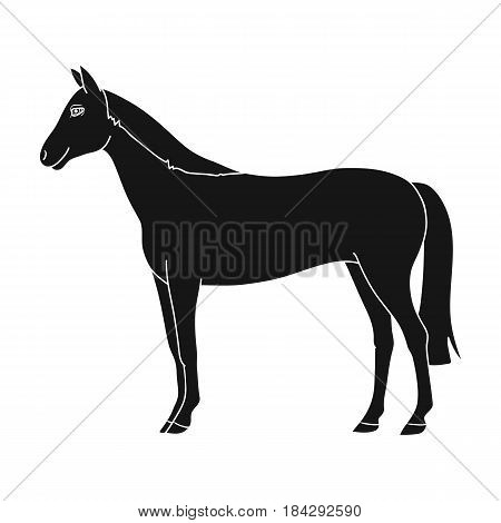 Horse.Animals single icon in black style vector symbol stock illustration .