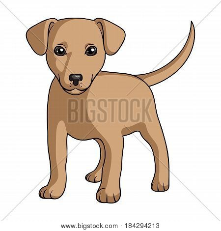 Puppy labrador.Animals single icon in cartoon style vector symbol stock illustration .