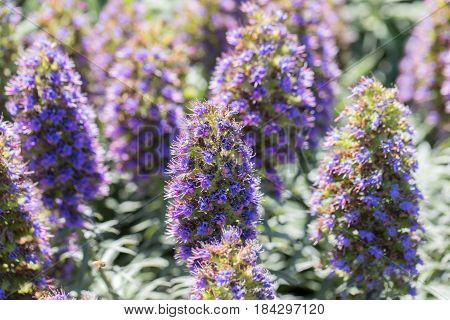 Pride Of Madeira - Echium candicans. Northern California Coast, USA.