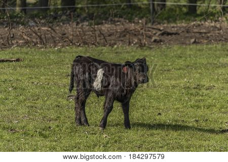 Cows on green spring meadow near Stebno village