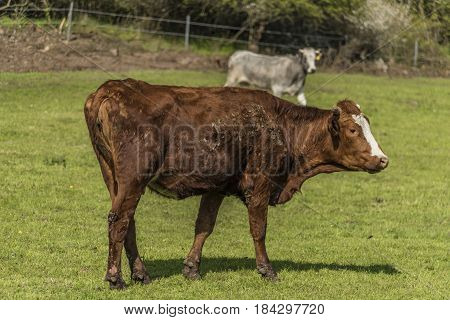 Cows on green spring meadow near Stebno village