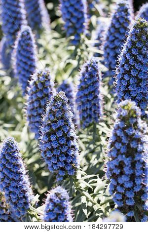 Pride Of Madeira - Echium candicans. Northern California Coast, USA.